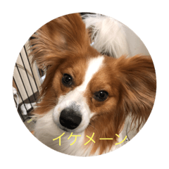 [LINEスタンプ] パピヨンの樹里スタンプ