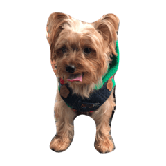 [LINEスタンプ] Jordan dog