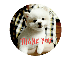 [LINEスタンプ] Yinjia's Baby puppy