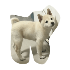 [LINEスタンプ] Shiba YOLO 