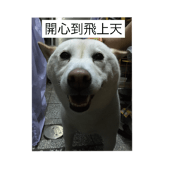 [LINEスタンプ] shiba like eat 4