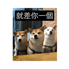 [LINEスタンプ] shiba like eat3