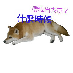 [LINEスタンプ] Shiba's Life