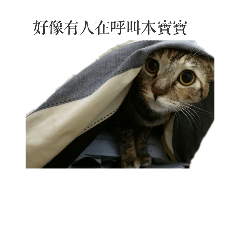 [LINEスタンプ] The orange and tabby cat