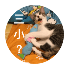 [LINEスタンプ] Mix cats