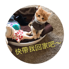 [LINEスタンプ] south cat