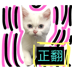 [LINEスタンプ] CAT x bei bei