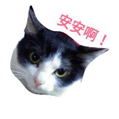 [LINEスタンプ] cat,picture,funny 