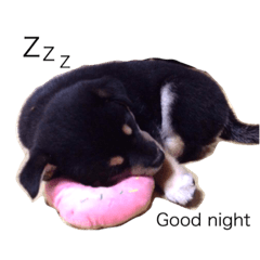 [LINEスタンプ] hebe dog