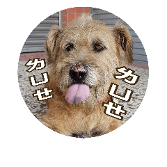 [LINEスタンプ] MoMo is a dog