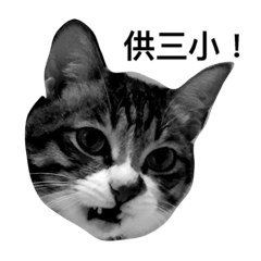 [LINEスタンプ] Lumy is fat cat.