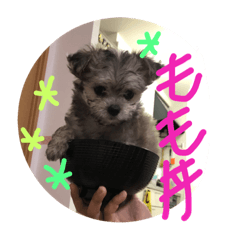 [LINEスタンプ] もものすけ 仔犬ver.