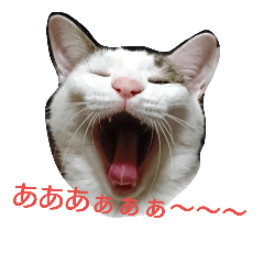 [LINEスタンプ] にゃるまげスタンプ