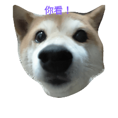 [LINEスタンプ] Pig shibe lnu