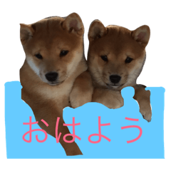 [LINEスタンプ] とらふぁみりぃ