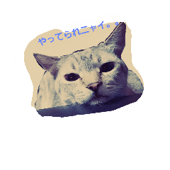 [LINEスタンプ] ゆる猫家族 