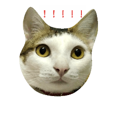 [LINEスタンプ] Tomi life record2