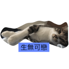 [LINEスタンプ] attitudelife