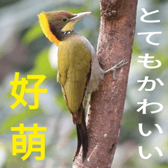 [LINEスタンプ] BIRD 3 ！！！！