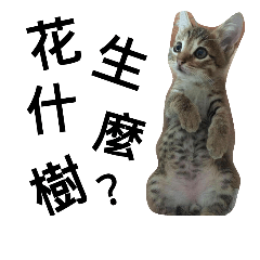 [LINEスタンプ] crazy cats of Michelle