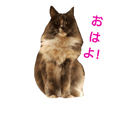 [LINEスタンプ] Chiro cat