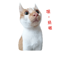 [LINEスタンプ] stupid cats www