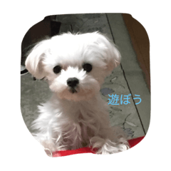 [LINEスタンプ] Maltese hotaru