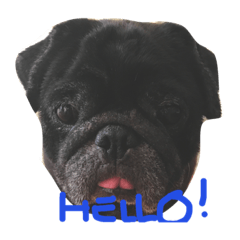 [LINEスタンプ] Nusuktheblackpug2