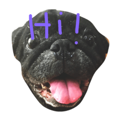 [LINEスタンプ] Nusuktheblackpug3