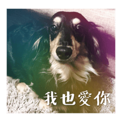 [LINEスタンプ] Dot the Uncontrolled Dachshund
