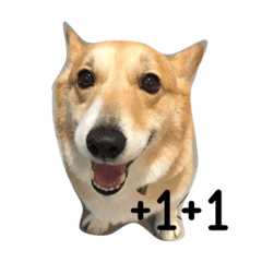 [LINEスタンプ] Jimmy corgi