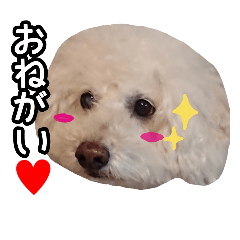 [LINEスタンプ] カイちゃん vol.2