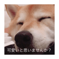 [LINEスタンプ] 柴犬  凛
