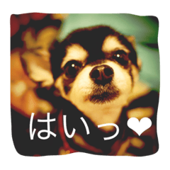 [LINEスタンプ] 黒豆ちわわのびった♡その2