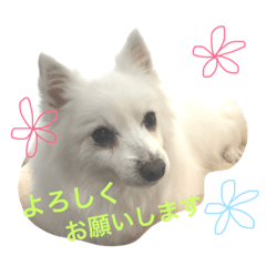 [LINEスタンプ] ほわ一家、時々あんず