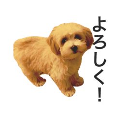 [LINEスタンプ] うちのラテちゃん！