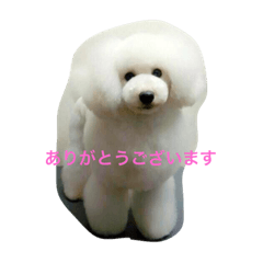 [LINEスタンプ] 看板犬六花