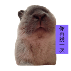 [LINEスタンプ] Mochi the rabbitの画像（メイン）