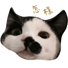 [LINEスタンプ] Dai Cat