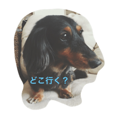 [LINEスタンプ] 鈴木家 愛犬ココア