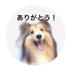 [LINEスタンプ] シェルティ♡サラ