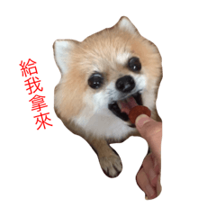 [LINEスタンプ] cute dog~