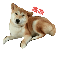 [LINEスタンプ] sbiba smilebear dog 