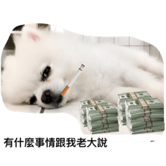 [LINEスタンプ] Pomeranian dog-UMI 