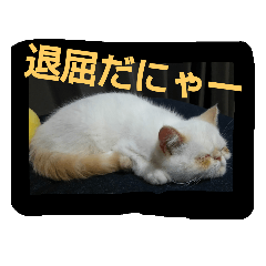 [LINEスタンプ] エキゾチック★白玉