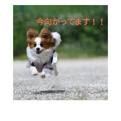 [LINEスタンプ] しょうちゃん＆ひめちゃんwithおもち