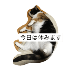 [LINEスタンプ] 三毛猫。
