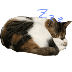 [LINEスタンプ] ティラ猫 