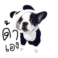 [LINEスタンプ] French Bulldog ver.Panda and friends