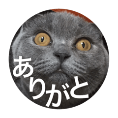 [LINEスタンプ] cats.2